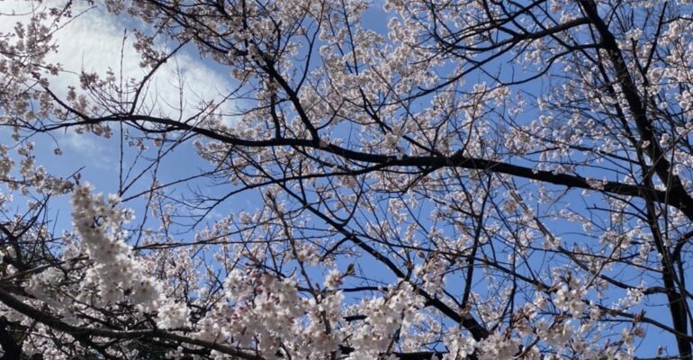 春と桜のお話