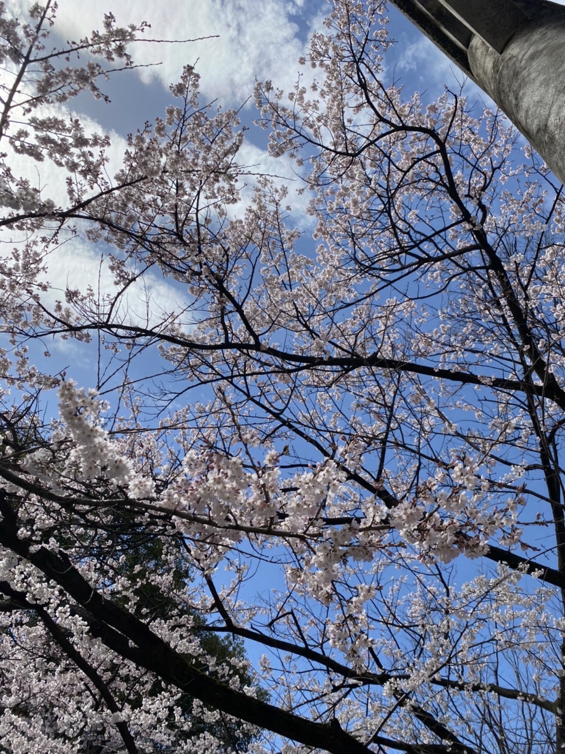 春と桜のお話