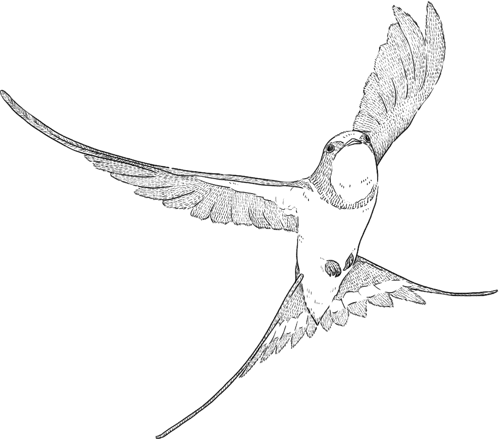 燕